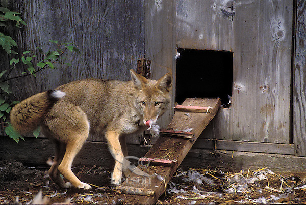 Coyote eating a chicken