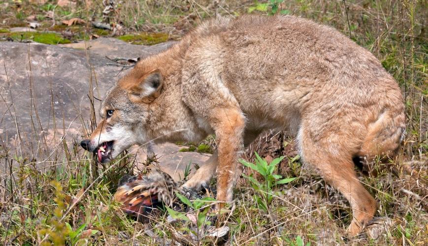 coyote growling over a kill