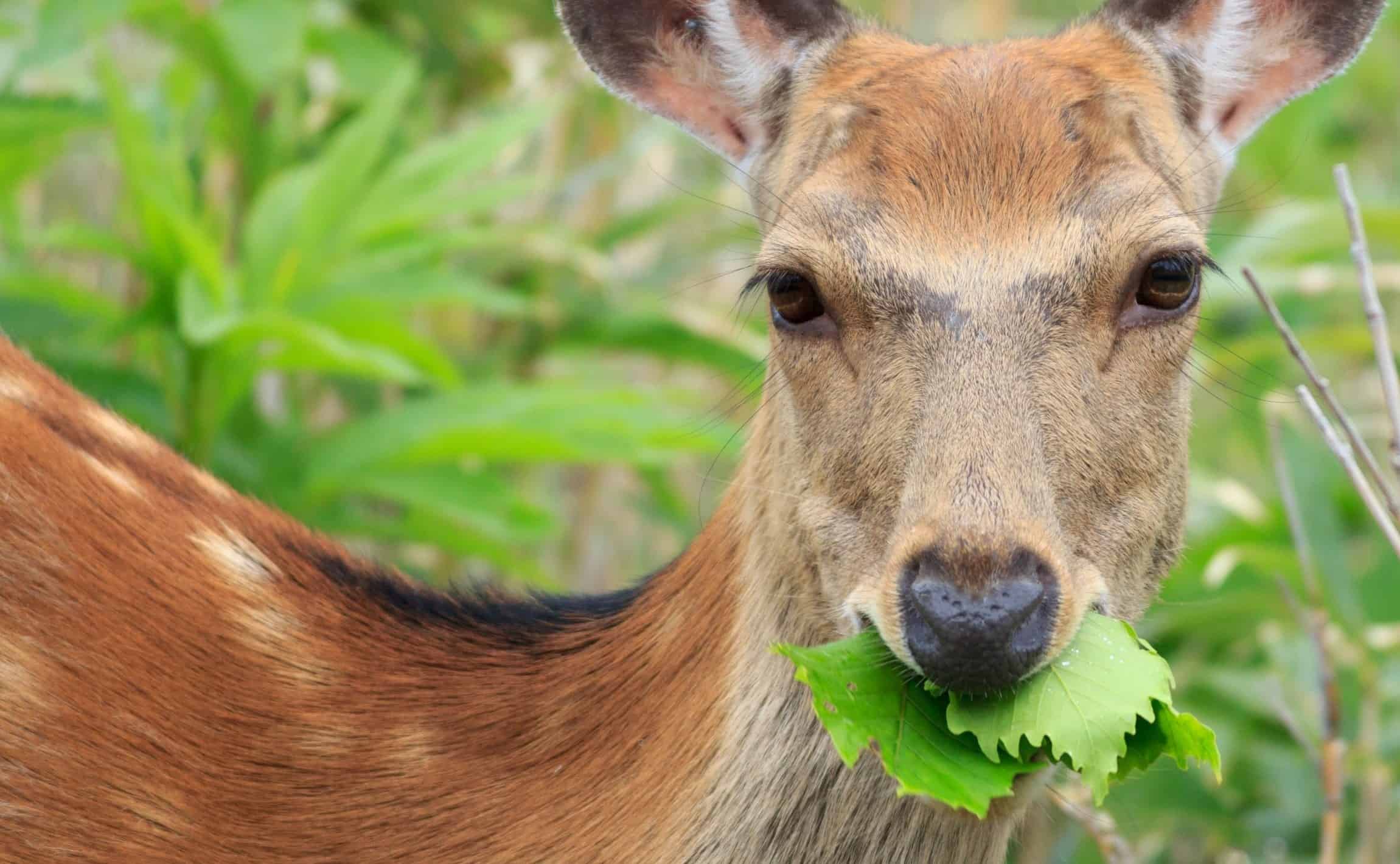 deer eating foliage