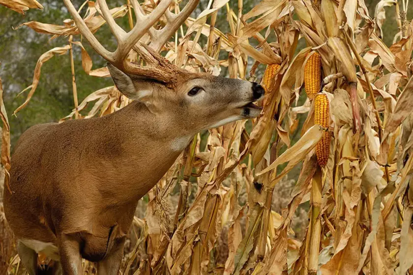 deer eating corn crops