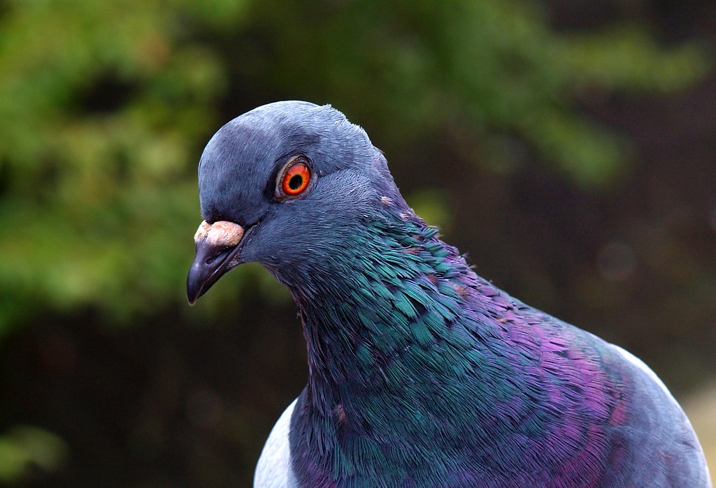 pidgeon close up