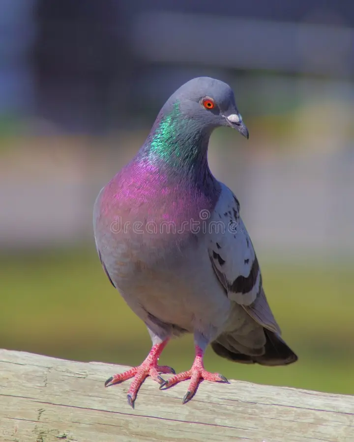 pidgeon